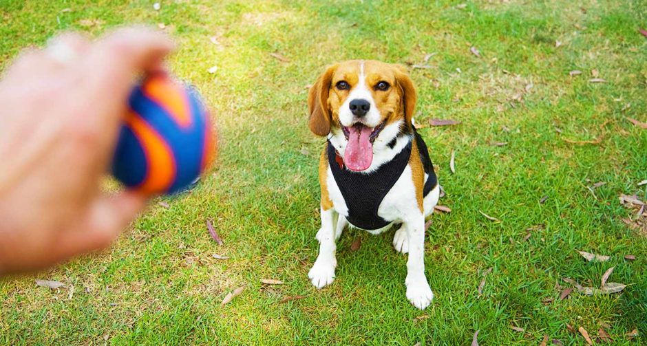 Making Pets Happy: Barevná Odysea výroby hraček pro domácí mazlíčky